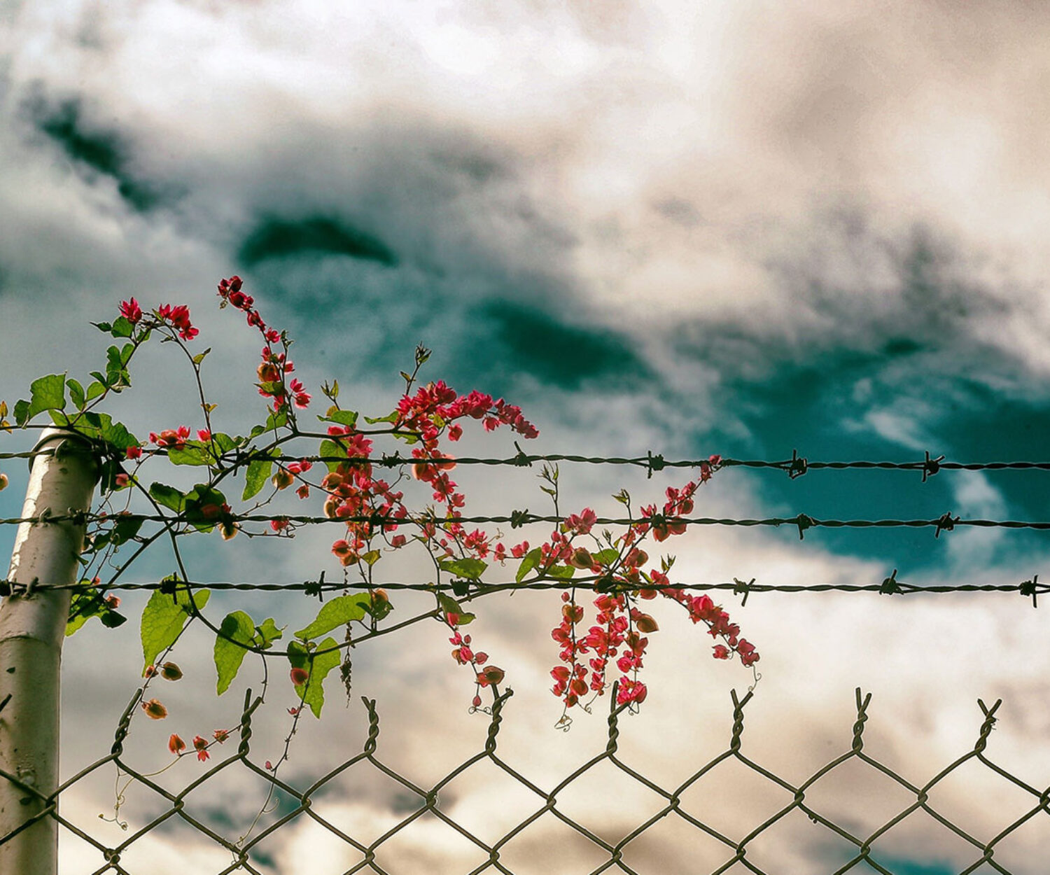 Por el camino del Viento, Palmira, Colombia 2016